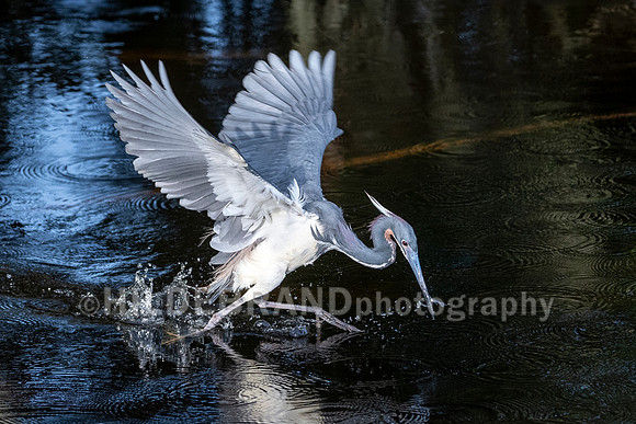 Tricolored Heron