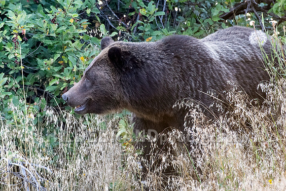 Grizzly Bear 399
