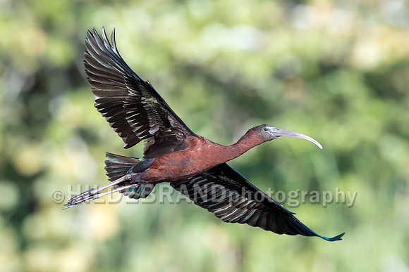 Glossy Ibis
