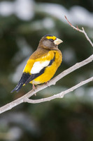 Evening Grosbeak