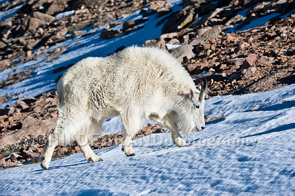 Mountain Goat