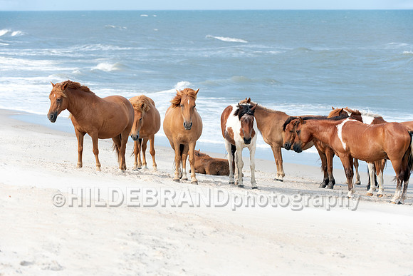 Chincoteague Pony