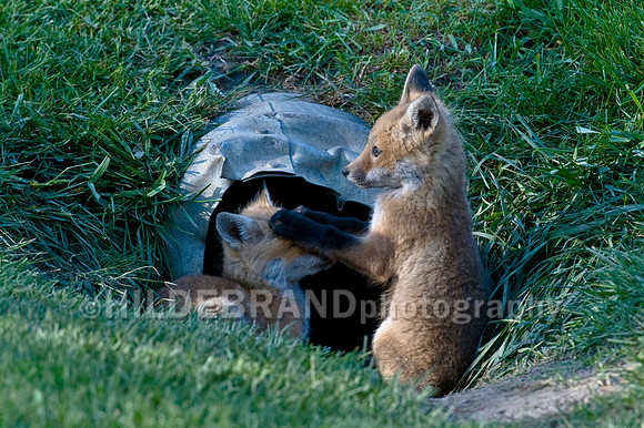 Fox Kits