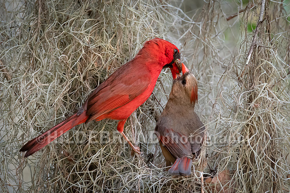 Northern Cardinal