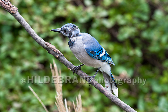 Blue Jay - Juvenile