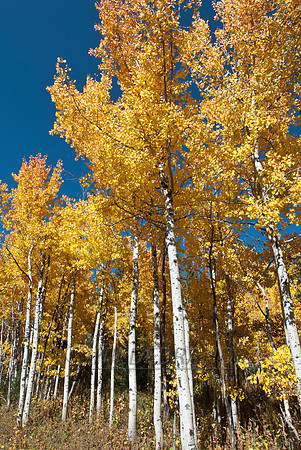 Fall Aspens