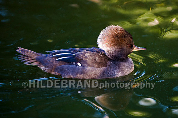 Hooded Merganser - Female