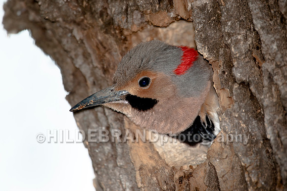 Northern Flicker