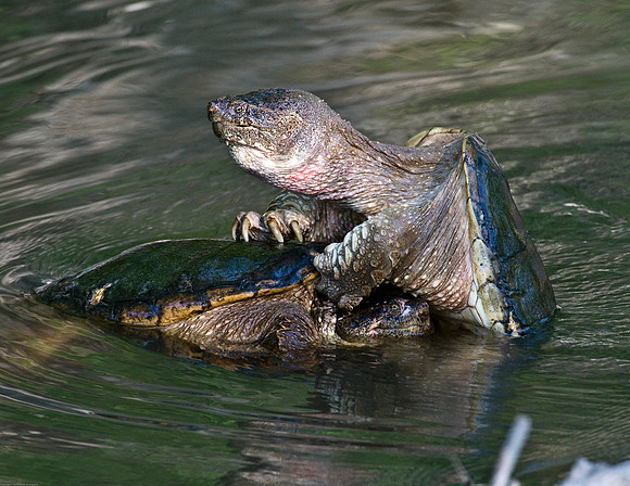 Snapping Turtle's Fighting