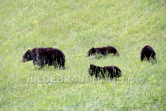 Black Bear