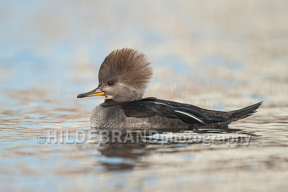 Hooded Merganser