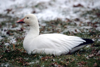 Snow Goose