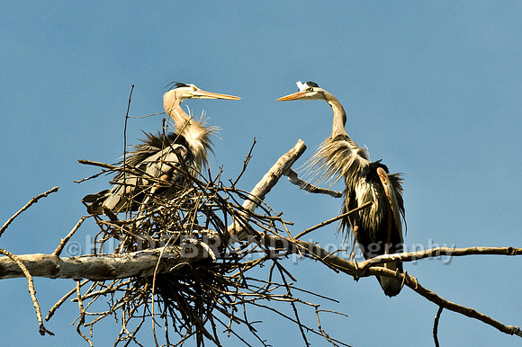 Nesting Great Blue Heron's