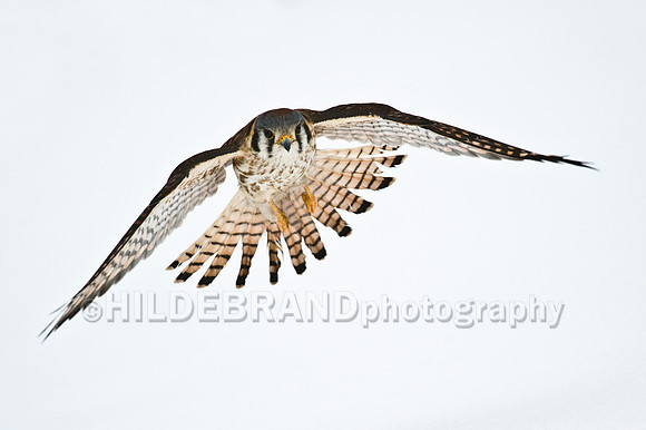 American Kestrel Over Snow