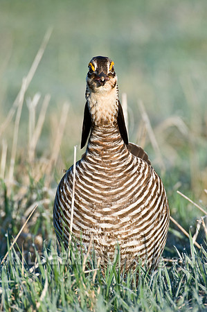 Greater Prairie Chicken