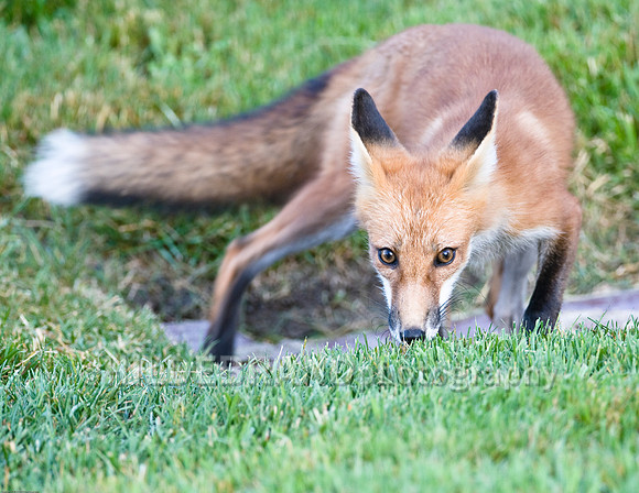 Neighborhood Red Fox
