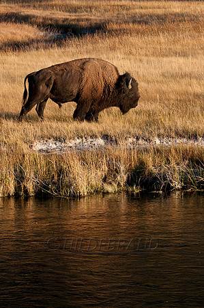 Bison