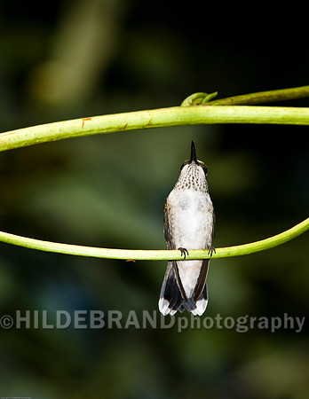 Ruby-Throated Hummingbird