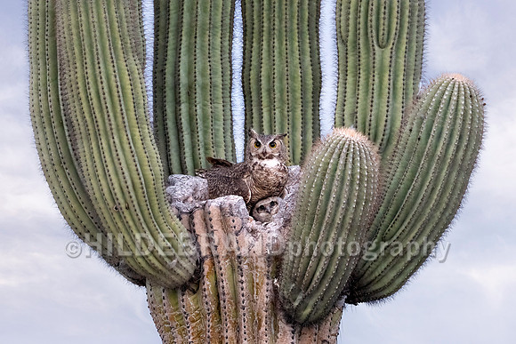 Great Horned Owl