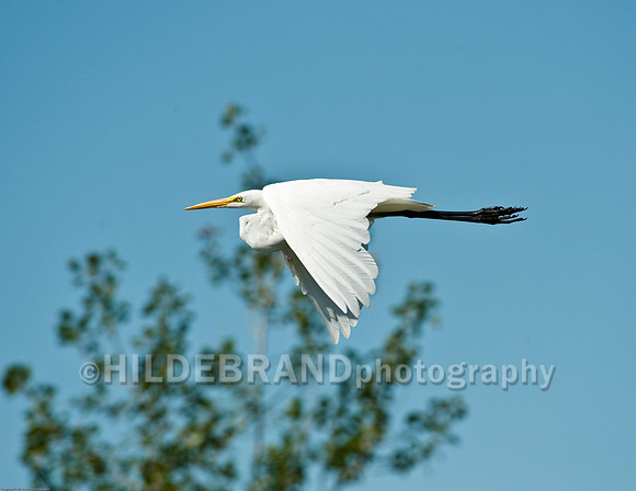 Great Egret