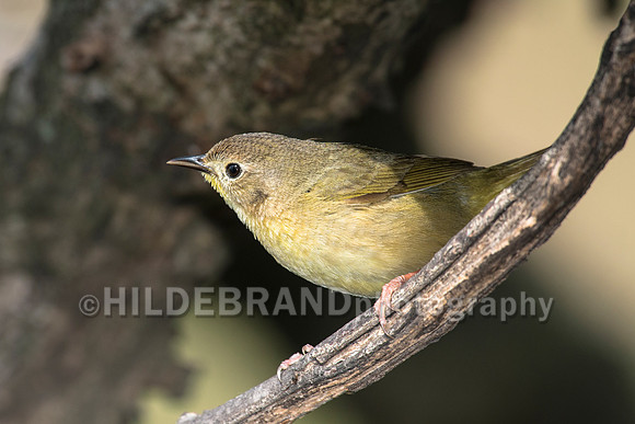 Common Yellowthroat