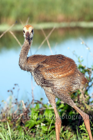 Sandhill Crane