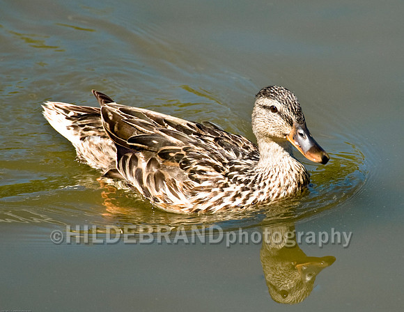Mallard - Female