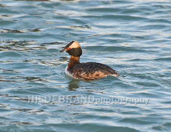 Horned Grebe