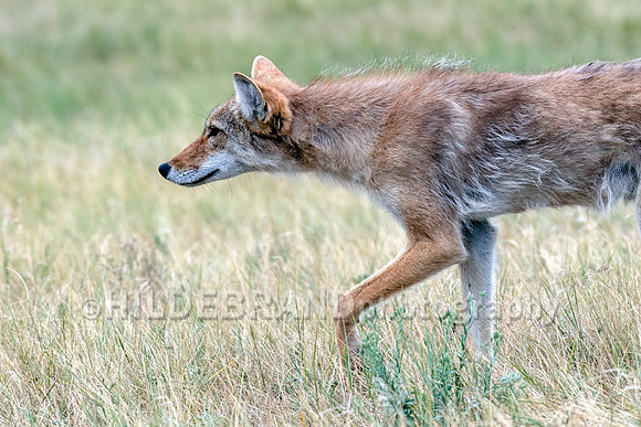 Coyote on the prowl