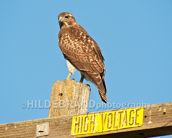 Hawk's can't read