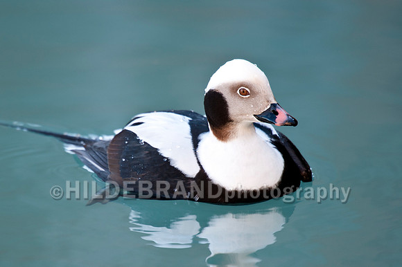 Long-tailed Duck