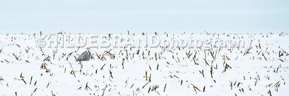 Snowy Owl