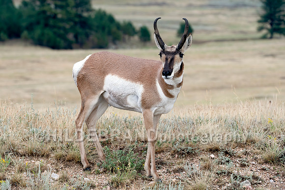 Pronghorn Antelope
