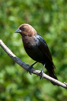 Brown-headed Cowbird