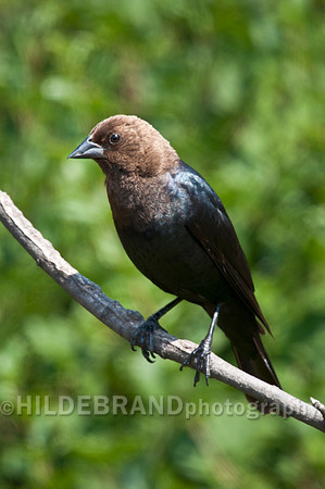 Brown-headed Cowbird