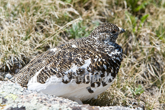 White-tailed Ptarmigan