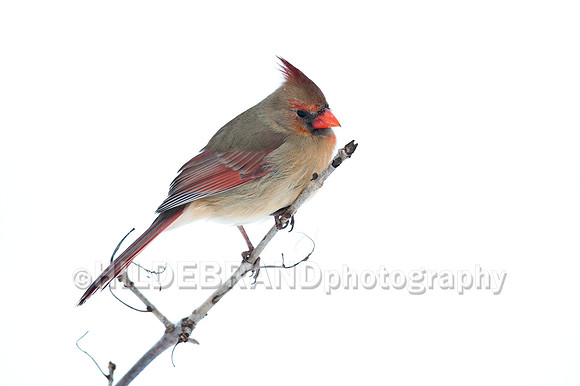 Northern Cardinal