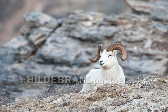 Dall Sheep