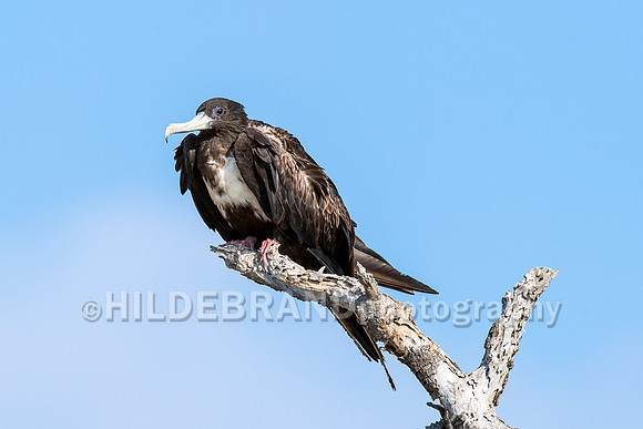 Magnificent Frigatebird