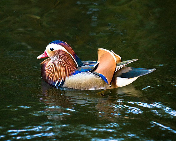 Mandarin Duck