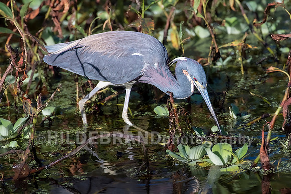 Little Blue Heron