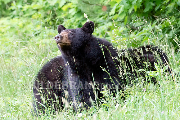 Black Bear