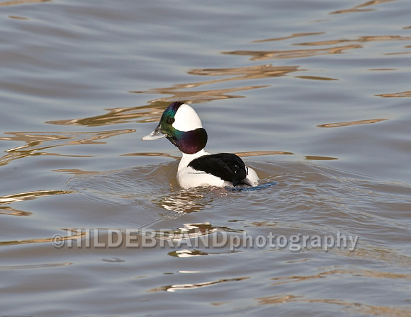 Bufflehead Duck - Male
