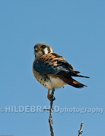 American Kestrel