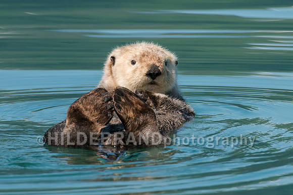 Sea Otter
