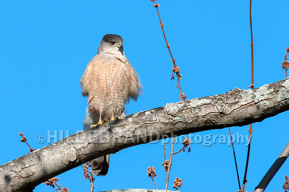 Coopers Hawk