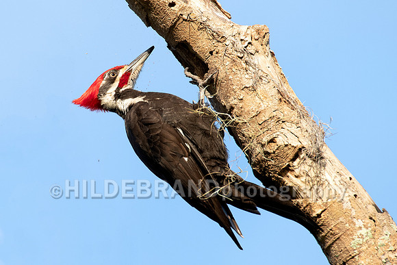 Pileated Woodpecker