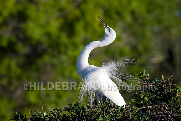 Great Egret