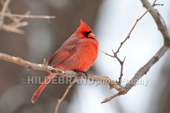 Northern Cardinal