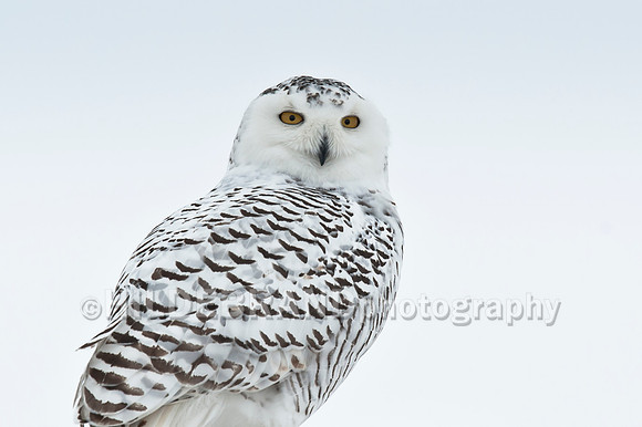 Snowy Owl